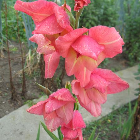 Gladiola